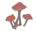 Mauve Shiverstroke Shroom - Genshin Impact