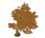Golden Knotwood Tree - Genshin Impact