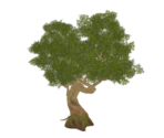 Green Knotwood Tree - Genshin Impact