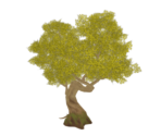 Amber Knotwood Tree - Genshin Impact