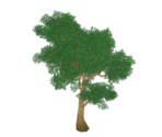 Green Irontrunk Tree - Genshin Impact