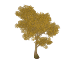 Golden Irontrunk Tree - Genshin Impact