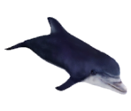 Dolphin - Let's Go Island: Lost On the Island of Tropics