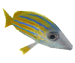 Tropical Fish - Let's Go Island: Lost On the Island of Tropics