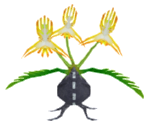 Neon (Plant/???) - Monster Rancher