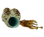 Nautilus - Seaman