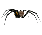 Spider - Seaman