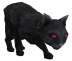 Black Cat - Koudelka