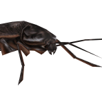 Giant Roach - Koudelka